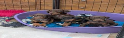 Dobermann dogs for sale: KC REGISTERED DOBERMANN PUPS – EXCEPTIONAL LITTER - Advert 11