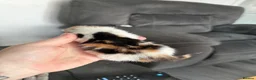 Mixed Breed cats for sale: Beautiful Kittens Looking for Their Forever Homes - Advert 3