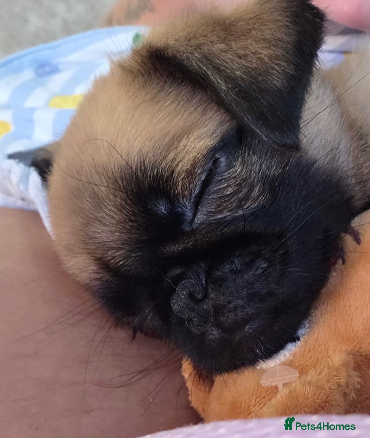 Mixed Breed dogs Puffin Puppies - Advert 2