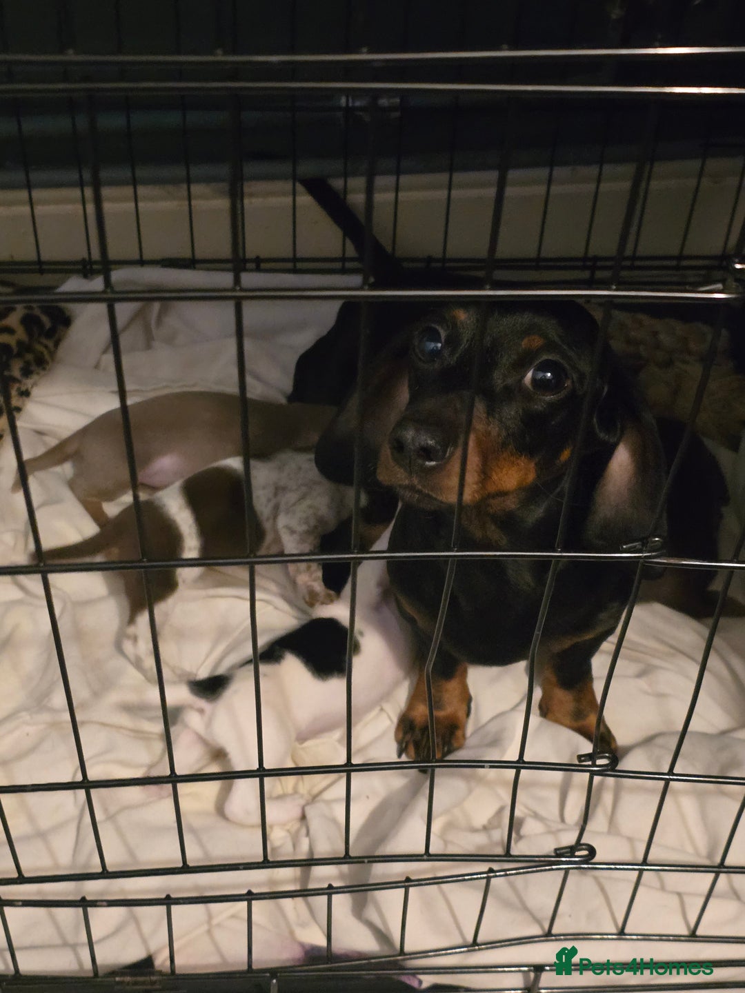 Dachshund dogs for sale: Dachshund puppies  - Image 7