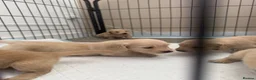 Miniature Dachshund dogs for sale: Cream long haired dachshund  - Advert 13