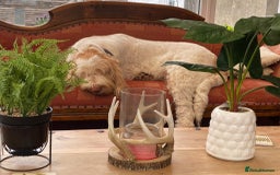 Italian Spinone dogs for sale: ITALIAN SPINONE WAITING LIST OPEN -DUE OCT - Image 39