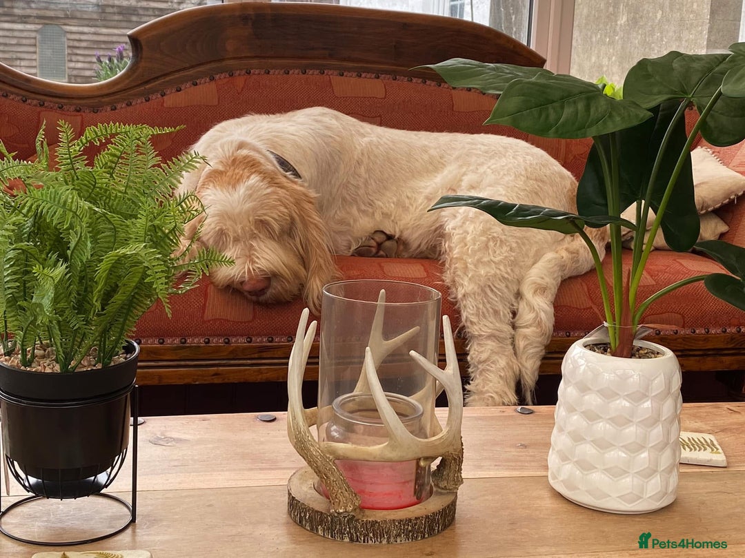 Italian Spinone dogs for sale: ITALIAN SPINONE WAITING LIST OPEN -DUE OCT - Image 39