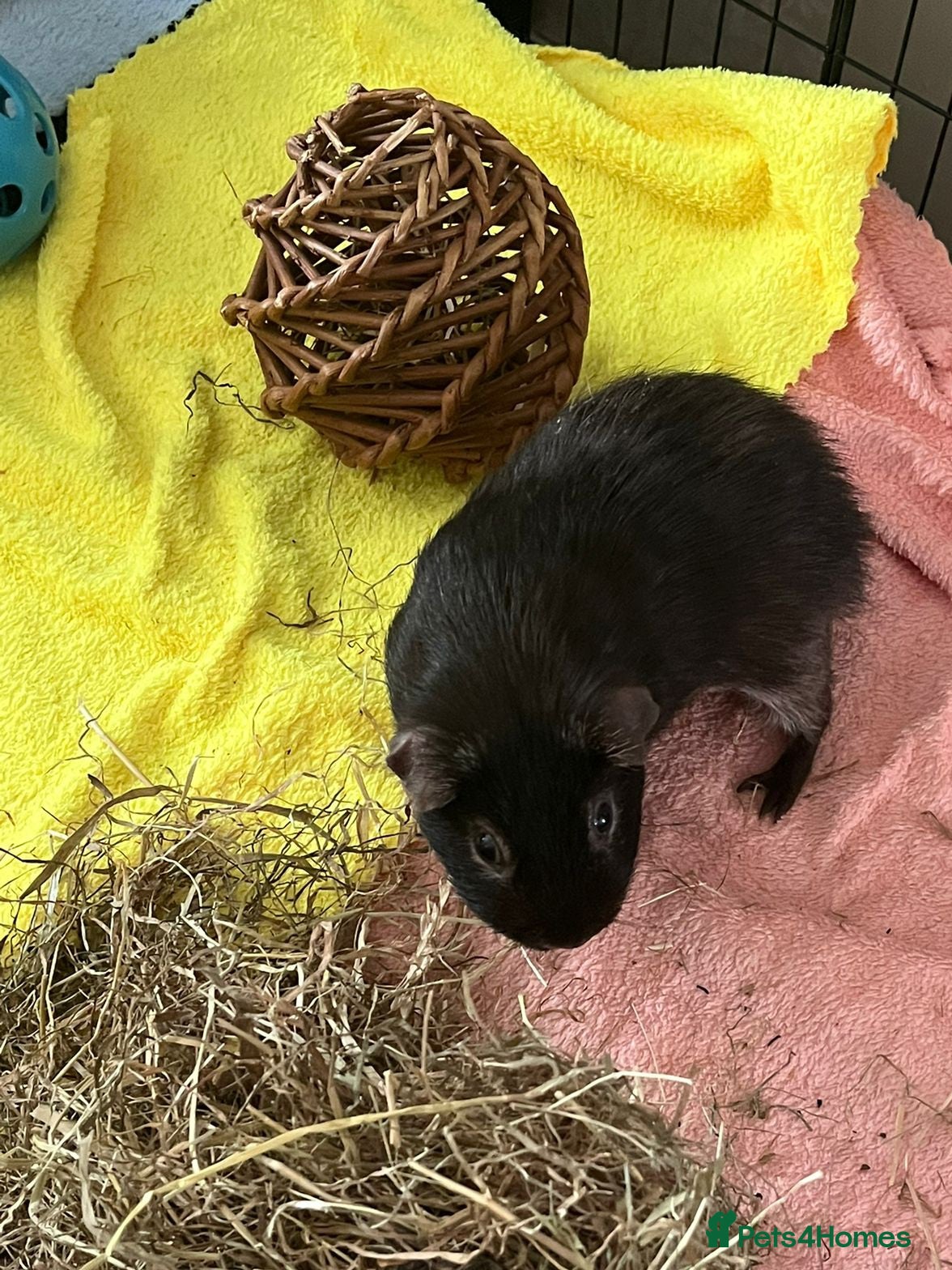 Guinea Pig rodents for sale: Male Guine Pig 10 months old with accessories - Advert 5