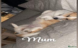 Welsh Corgi Pembroke dogs for sale: Welsh Pembroke corgis  - Image 5