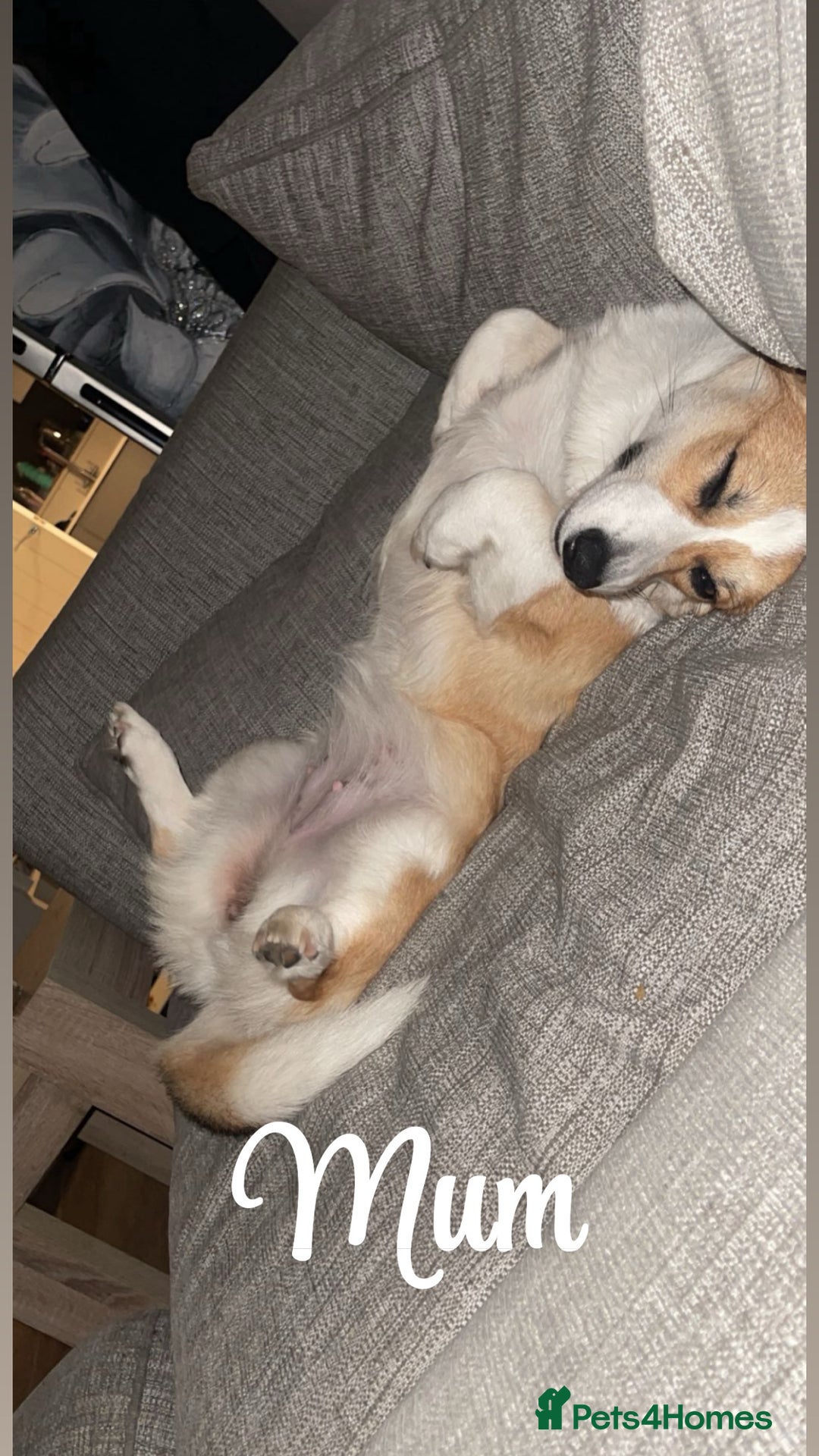 Welsh Corgi Pembroke dogs for sale: Welsh Pembroke corgis  - Image 5