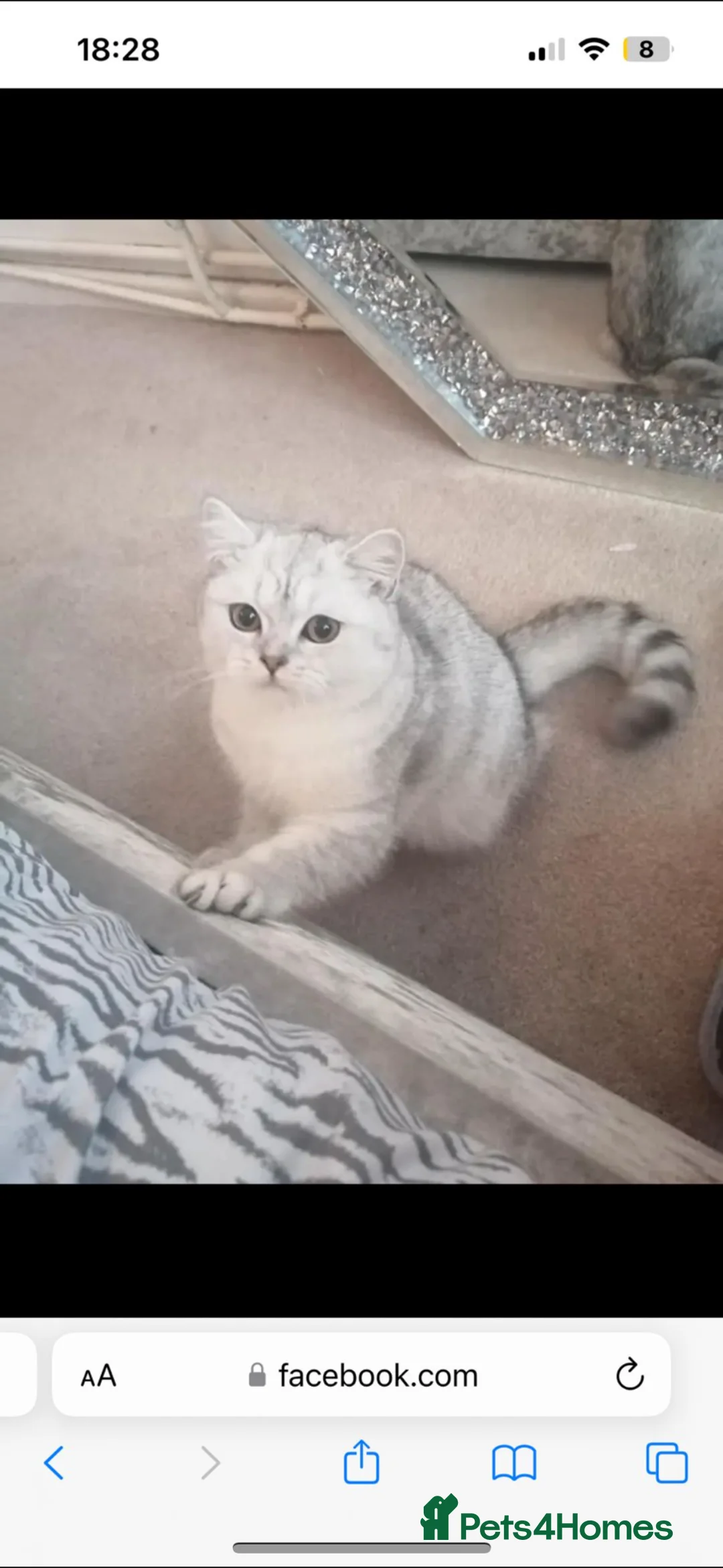 British Shorthair cats for sale: British short hair  in Manchester - Advert 6