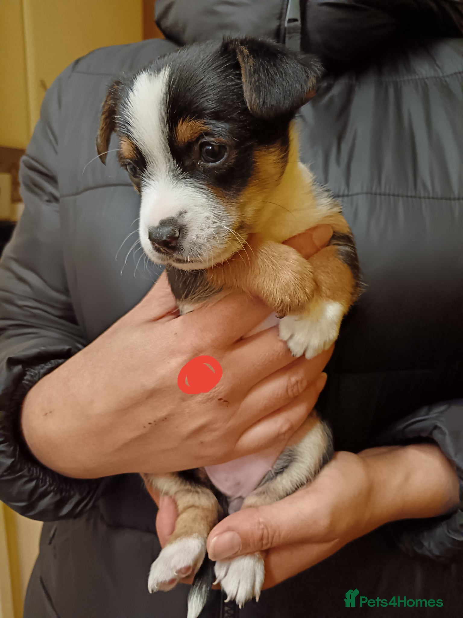 Mixed Breed dogs Yorkshire terrier cross Jack Russel  - Advert 5