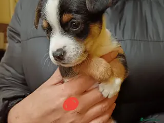 Mixed Breed dogs Yorkshire terrier cross Jack Russel - Advert 5