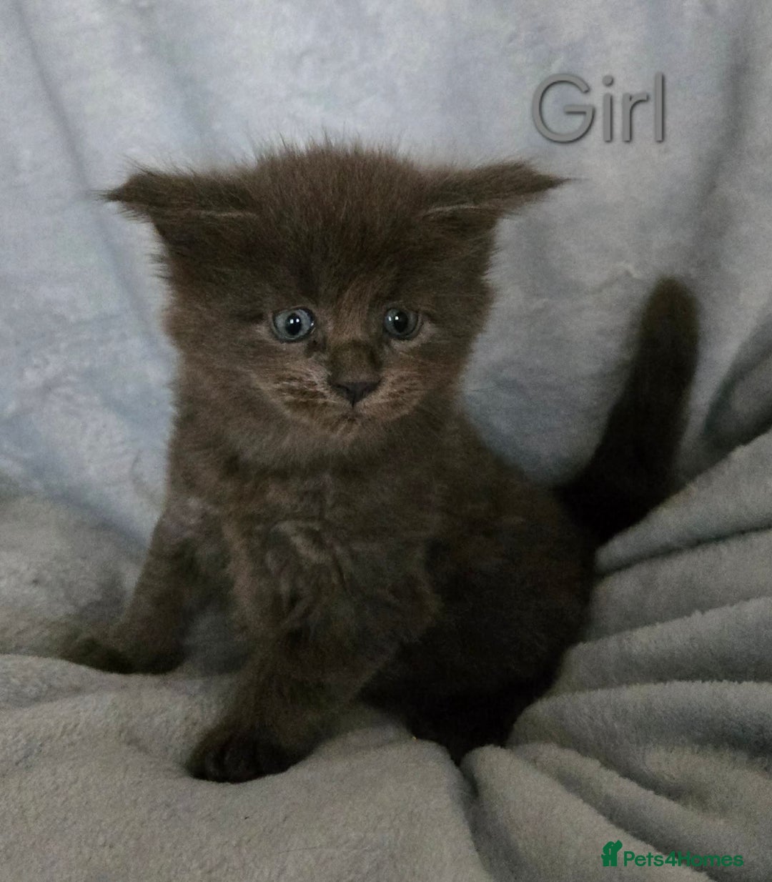 Maine Coon cats for sale: 4 Maine Coons girls. - Advert 2