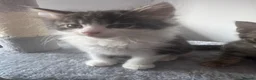 Mixed Breed cats for sale: 2 beautiful kittens looking forever home  - Advert 14