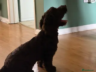 Springador dogs 6 month old springador - Advert 1