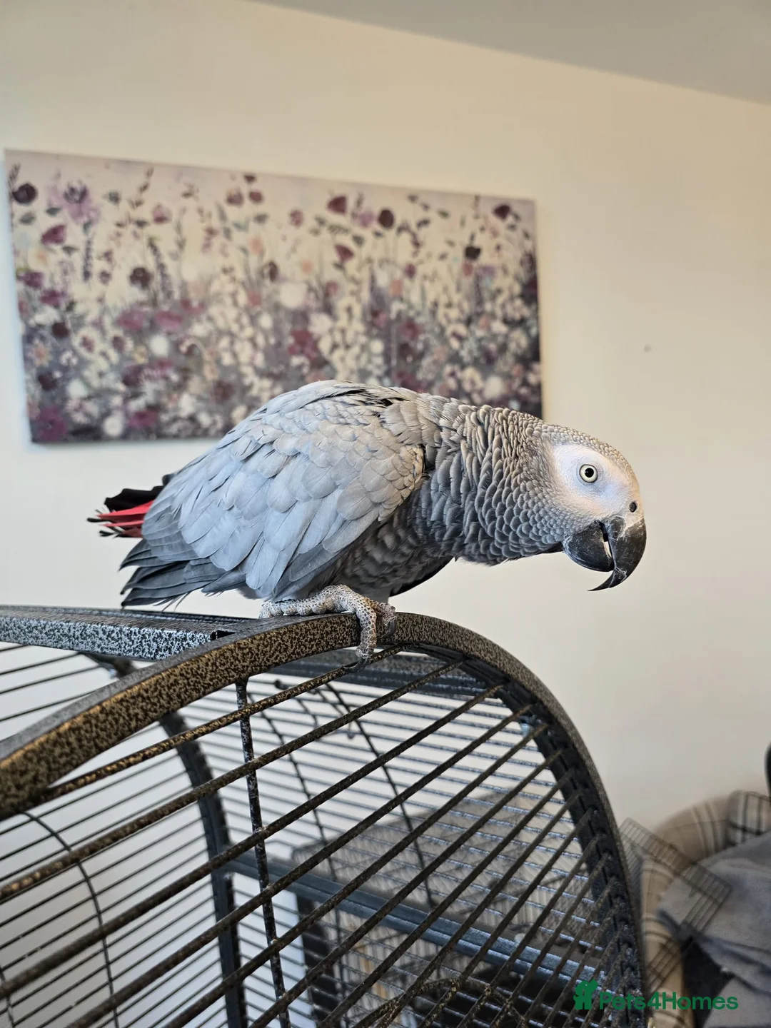 Parrots birds for sale: Beautiful African Grey Parrot – Star - Advert 5