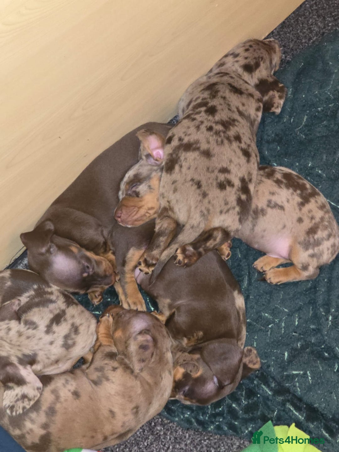 Miniature Dachshund dogs for sale: For Sale Adorable Miniature Dachshund puppies - Advert 28