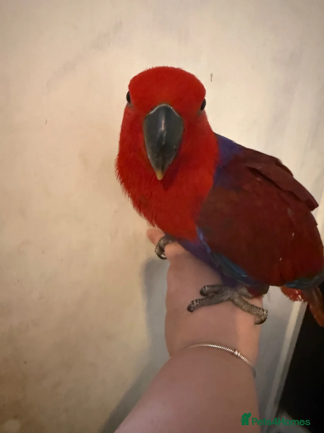 Parrots birds for sale: 10 month old female Electus  - Advert 2