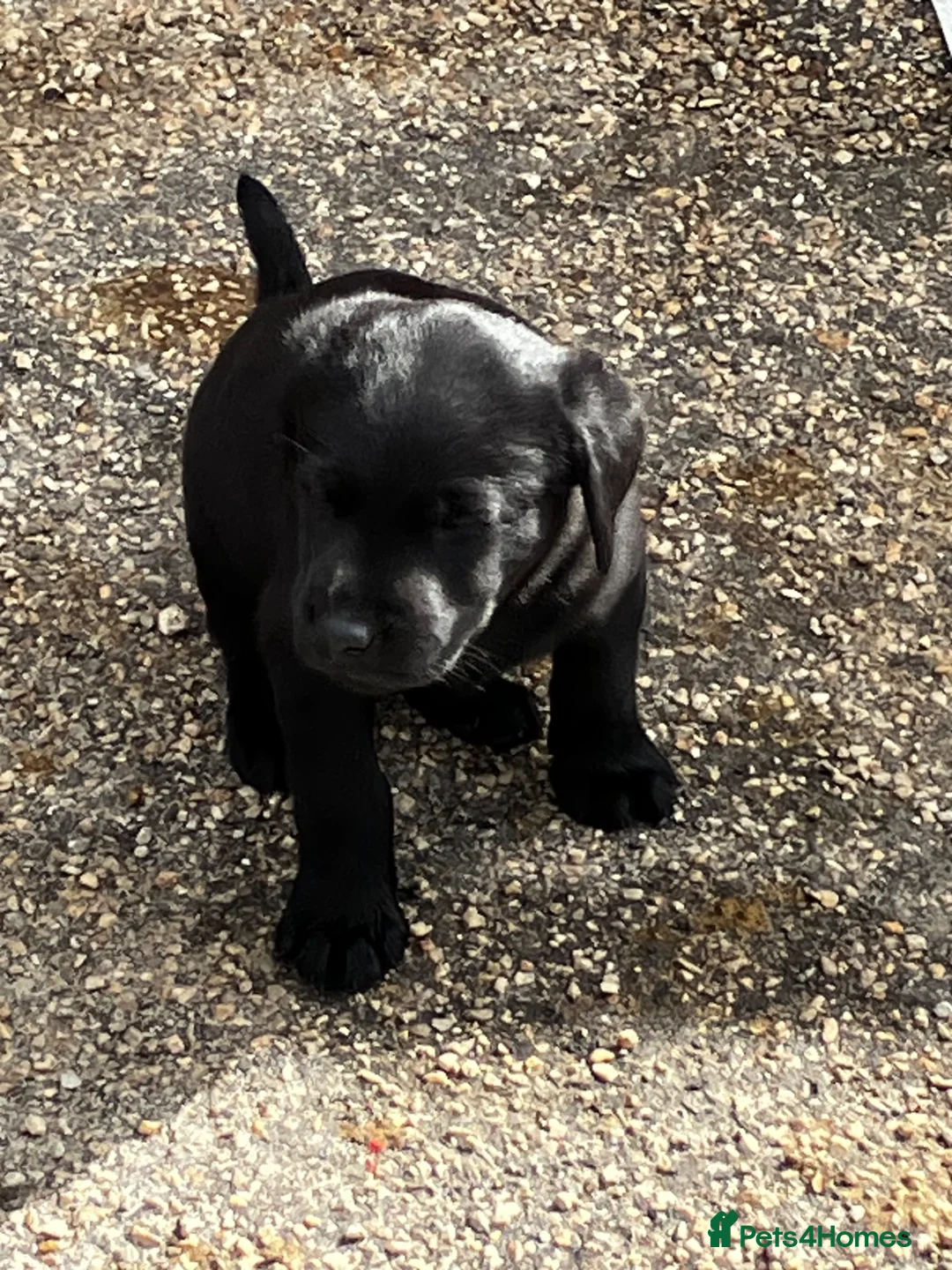 Labrador Retriever dogs for sale: Ready  now  Quality bred and cared for - Advert 1