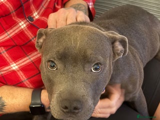 Staffordshire Bull Terrier dogs - Advert 1