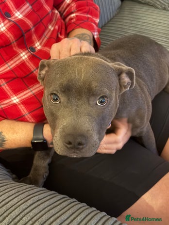 Staffordshire Bull Terrier dogs - Advert 1