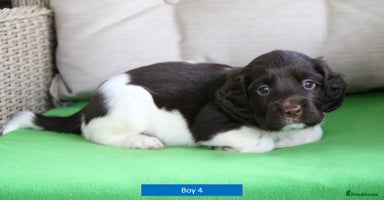 English Springer Spaniel dogs - Advert 3