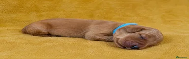 Golden Retriever 1- blue