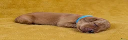 Golden Retriever dogs for sale: Family raised, fox red golden retriever puppies. - Advert 14