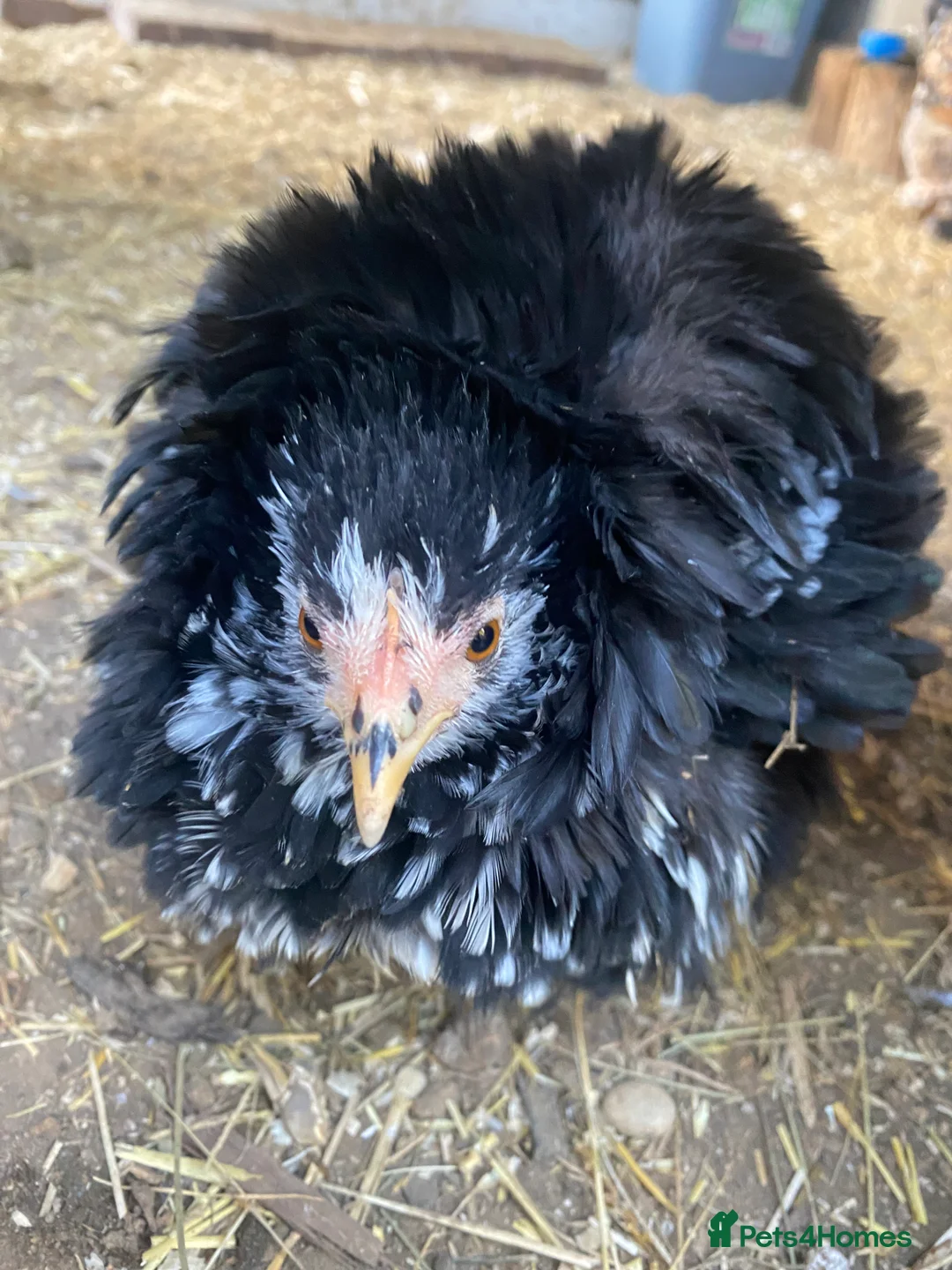 Chickens poultry for sale: Day old chicks - Advert 11