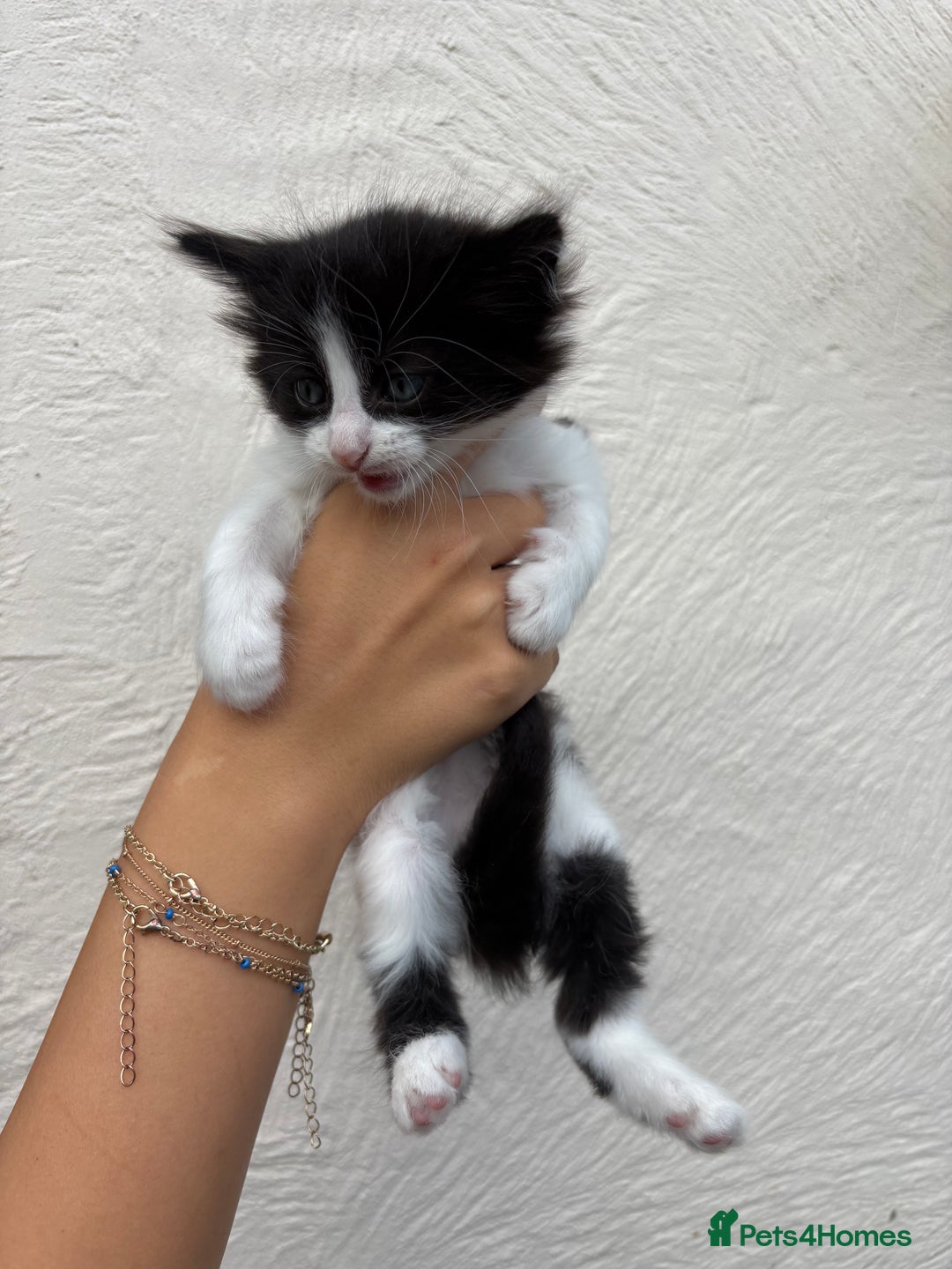 Mixed Breed cats for sale: 4 Kittens  - Image 3