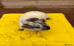 Guinea Pig rodents for sale: Dalmatians - Image 12
