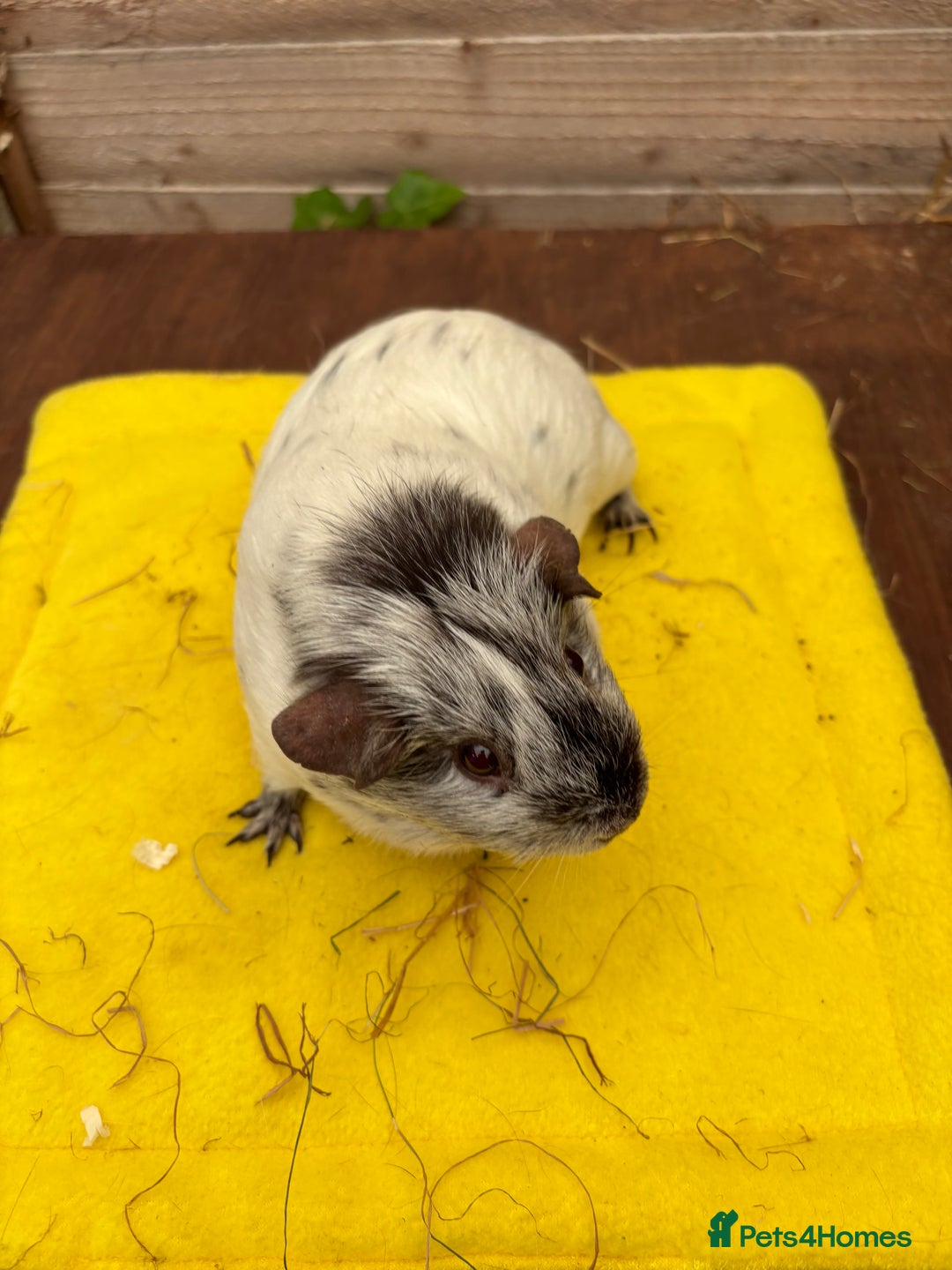 Guinea Pig rodents for sale: Dalmatians - Image 12