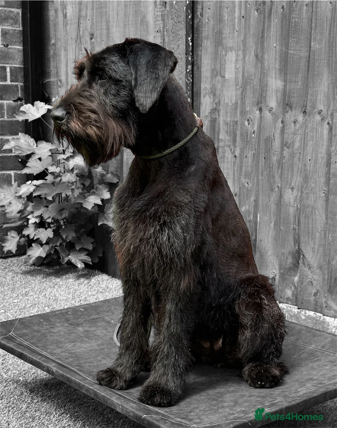 Giant Schnauzer dogs for sale: Giant Schnauzer Female 12 Months Old NOT KC - Advert 6