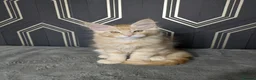 Maine Coon cats for sale: Ready soon beautiful Maine coon males  - Advert 22