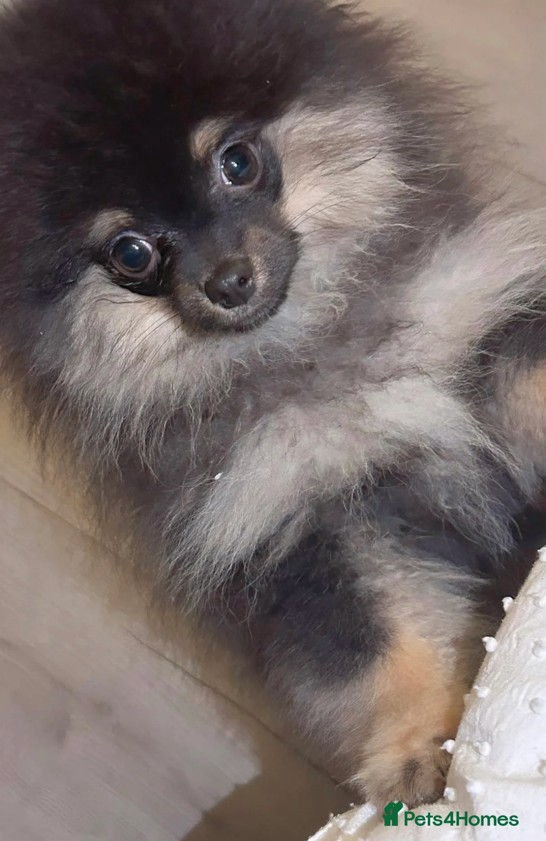 Pomeranian dogs for sale: Stunning Little Pomeranian Boy  - Advert 7