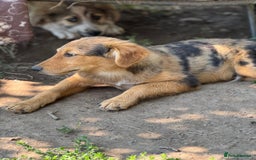 Mixed Breed dogs for adoption: JASPER - a Superb Puppy Boy, for a Loving Home - Image 33