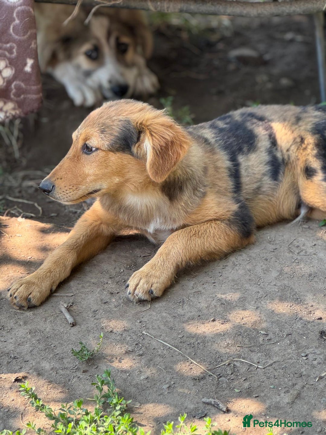 Mixed Breed dogs for adoption: JASPER - a Superb Puppy Boy, for a Loving Home - Image 33