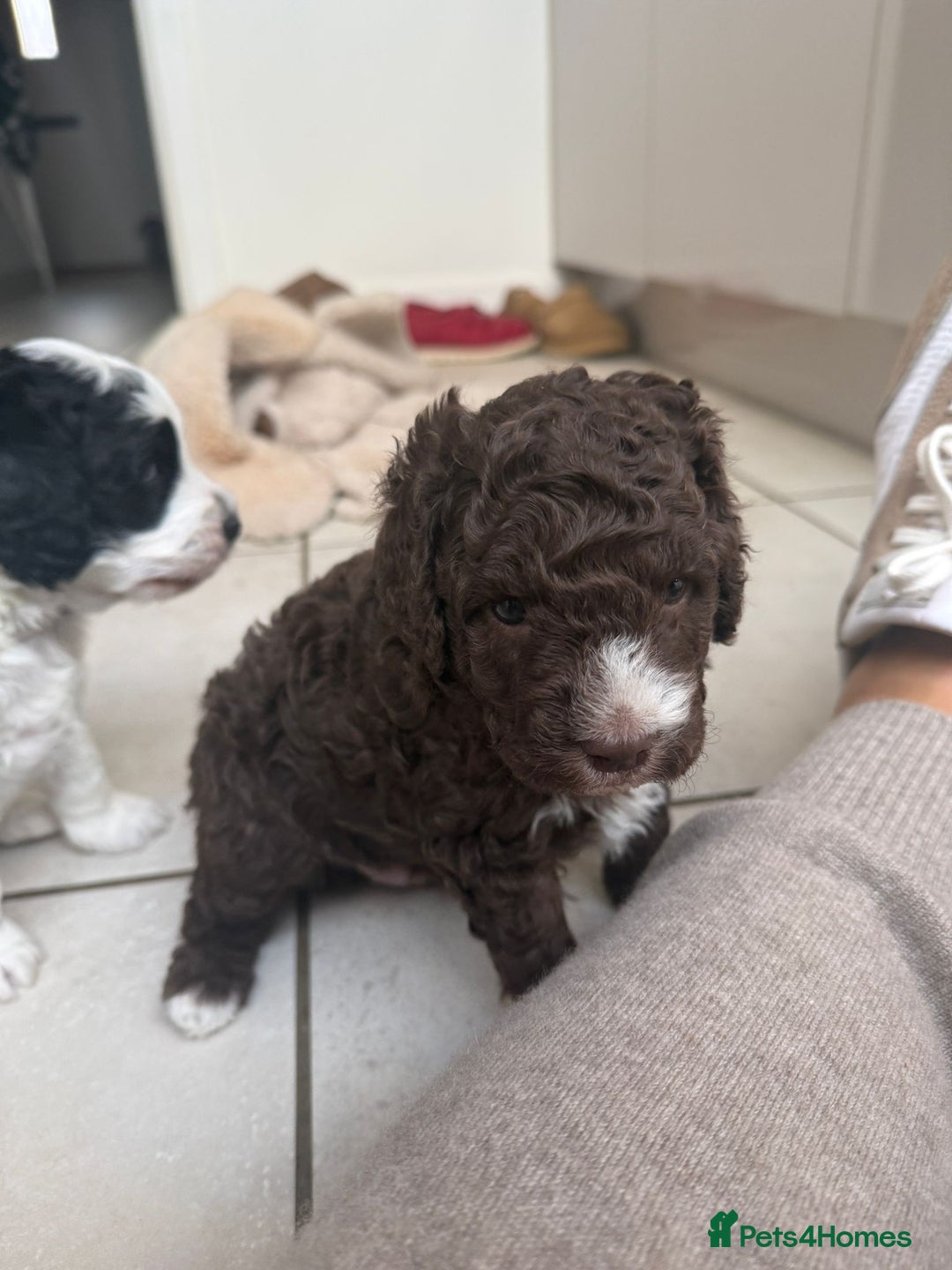 Australian Labradoodle dogs for sale: Australian Labradoodles Puppies - Advert 8