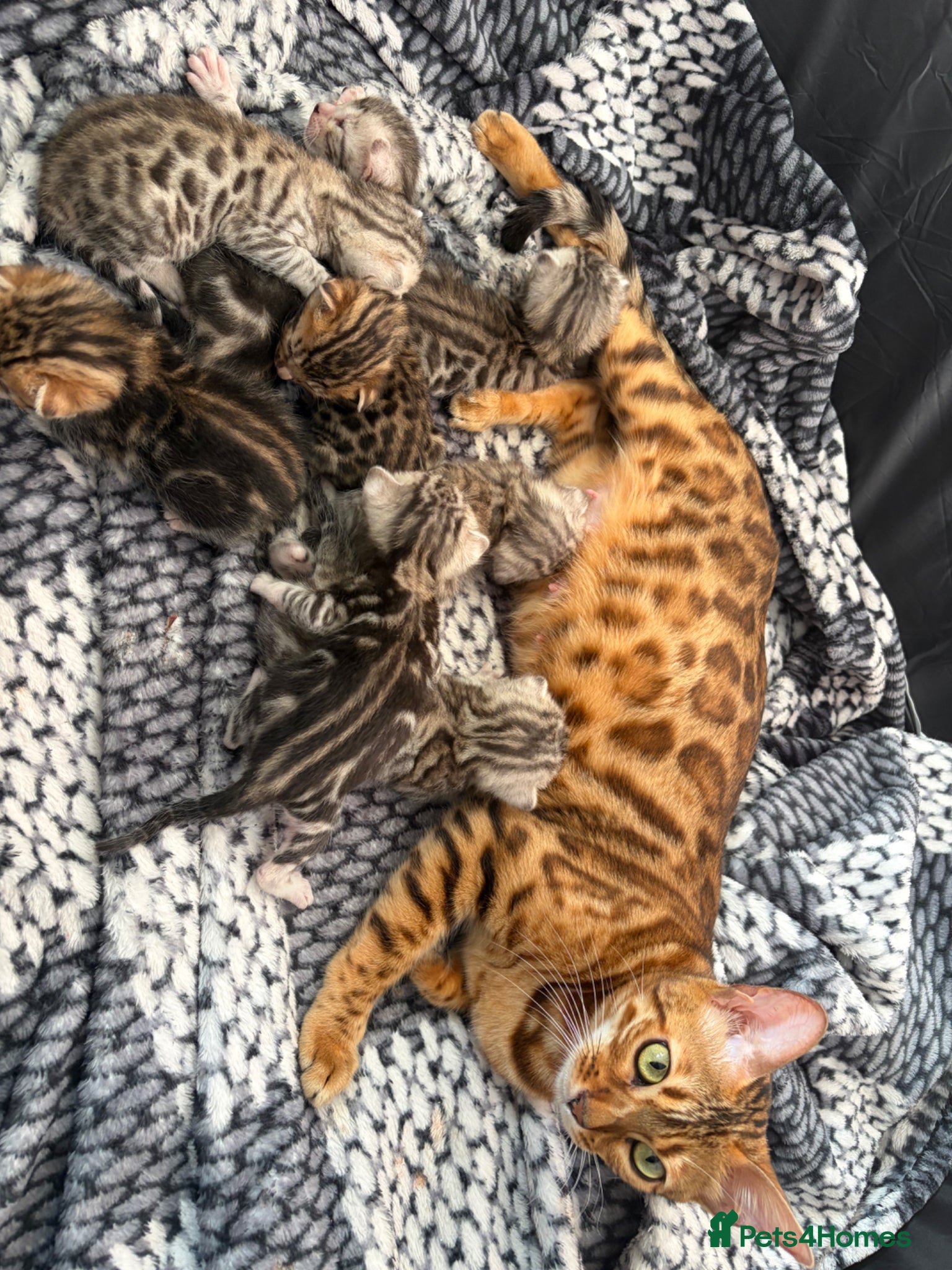 Bengal cats 8 gorgeous bengal kittens for sale  - Advert 12