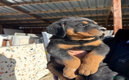 Rottweiler dogs for sale: Stunning chunky Rottweiler puppies - Image 11