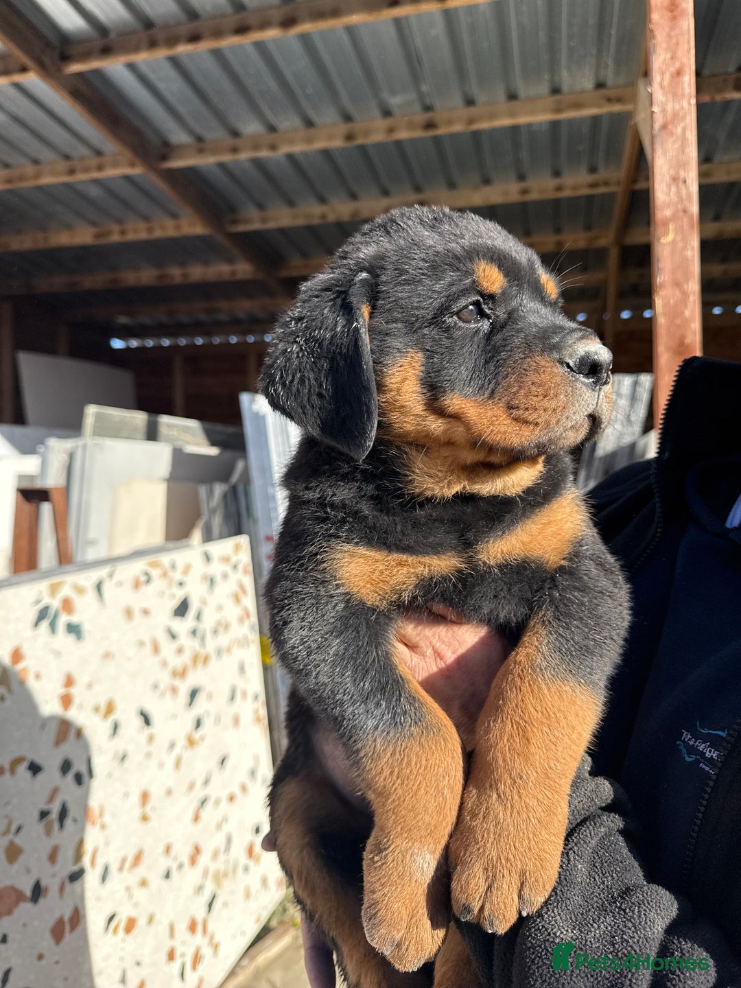 Rottweiler dogs for sale: Stunning chunky Rottweiler puppies - Image 11