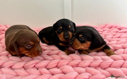 Miniature Dachshund dogs for sale: Mini Dachshund puppies, PRA clear, health tested - Image 4
