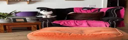 Mixed Breed cats for sale: Mavis - Advert 1