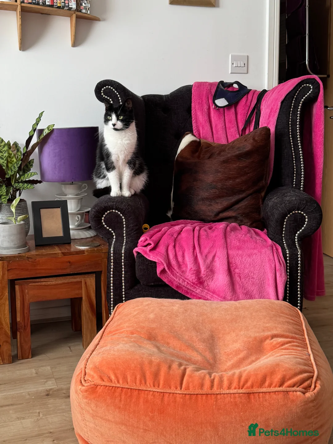 Mixed Breed cats for sale: Mavis - Advert 1