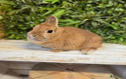 Netherland Dwarf rabbits for sale: Netherland dwarf doe  - Image 1