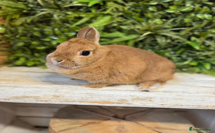 Netherland Dwarf rabbits - Advert 4