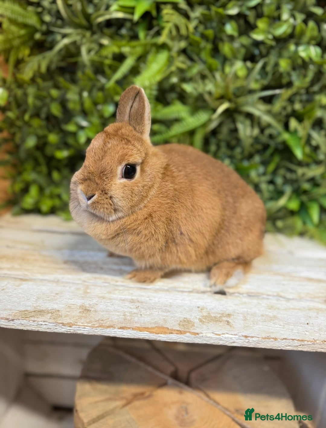 Netherland Dwarf rabbits for sale: Netherland dwarf doe  - Image 1