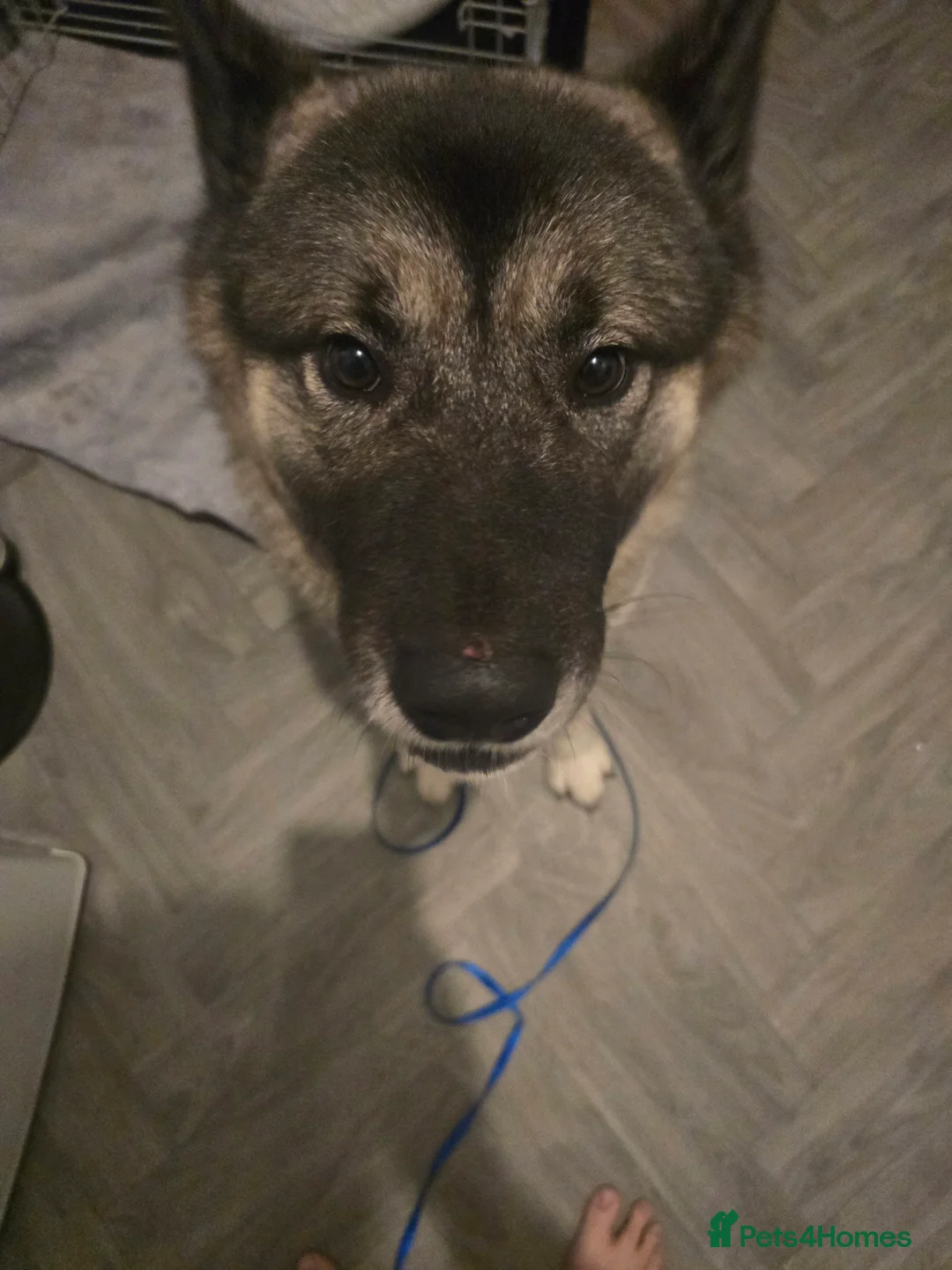 Mixed Breed dogs for sale: Pedro - Advert 11