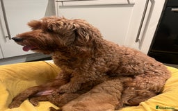 Cockapoo dogs for sale: Cockapoo F1B puppies - Advert 1