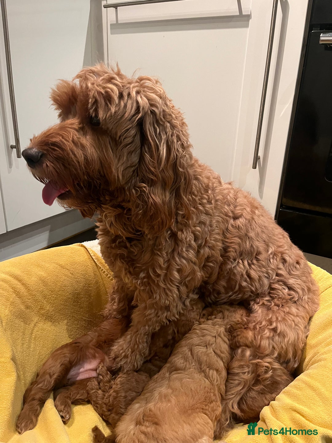 Cockapoo dogs for sale: Cockapoo F1B puppies - Advert 1