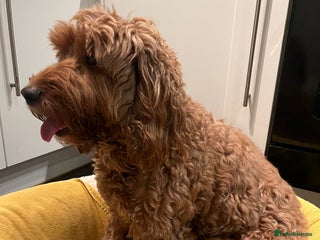 Cockapoo dogs Cockapoo F1B puppies - Advert 1