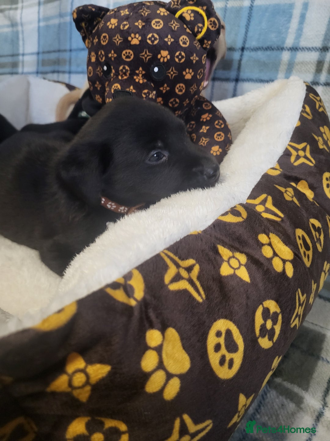 Labrador Retriever dogs for sale: KC registered Labrador Retriever puppies - Advert 12