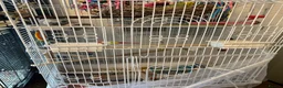 Budgerigars birds for sale: 2 budgies with there own cage set up  in Walton on the Naze - Advert 21